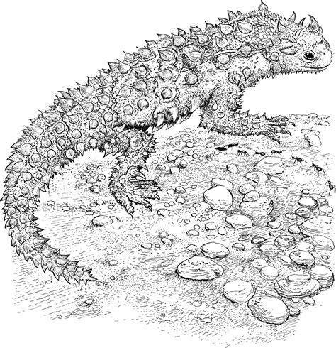 Printable Lizard Coloring Pages - Printable Templates