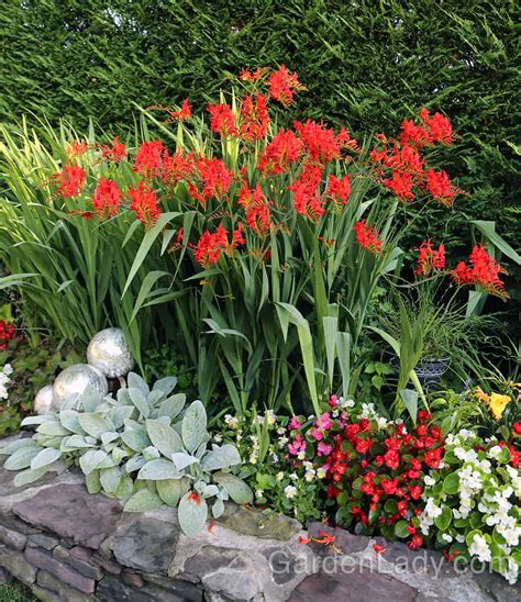 I Love Crocosmia ‘Lucifer’ | GardenLady.com