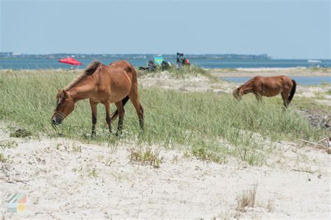 Shackleford Banks Wild Horses - CrystalCoast.com