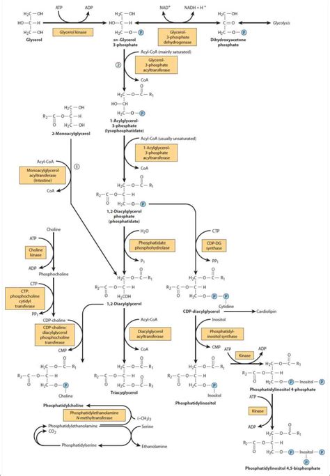 20 Lipids: Triglyceride and Phospholipid Synthesis | Basicmedical Key