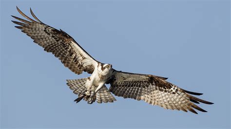 Osprey | The Audubon Birds & Climate Change Report