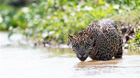 US scientists identify habitat to support 150 jaguars