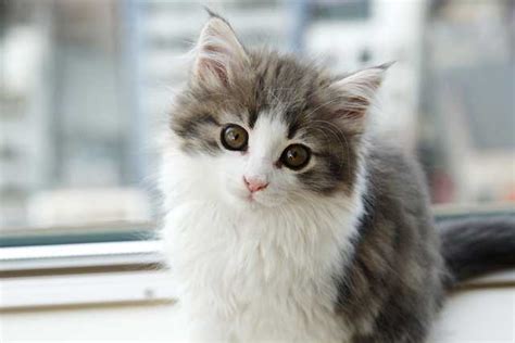 The 8 Least Aggressive Cat Breeds (Gentle Cat Breeds)