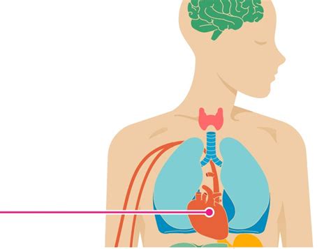 The Effects of Caffeine on Your Body