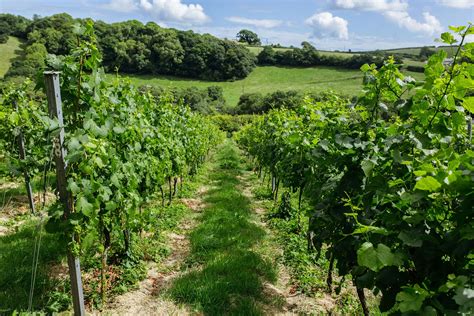 English Vineyards | Wine of England