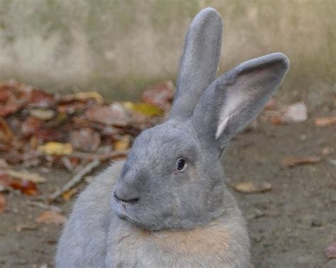 Giant Chinchilla Rabbit Breed Info: Pictures, Traits, & Facts | Pet Keen