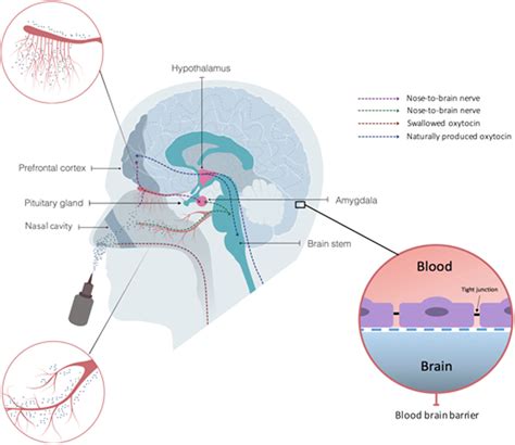 Oxytocin: How Does This Neuropeptide Change Our Social Behavior ...