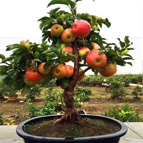 50 pcs very rare dwarf apple tree sweet fruit planted fruit trees seeds | Home & Garden, Yard ...