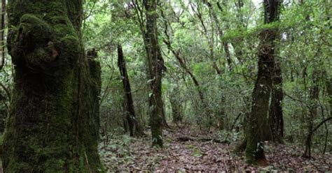 Law Kyntang - The Sacred Groves Of Meghalaya Where Cutting Of Trees Is ...