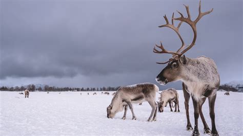 Climate Change Threatening Arctic Reindeer - Daily Scandinavian