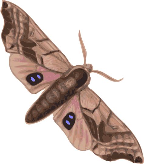 Moth clipart svg, Moth svg Transparent FREE for download on WebStockReview 2023