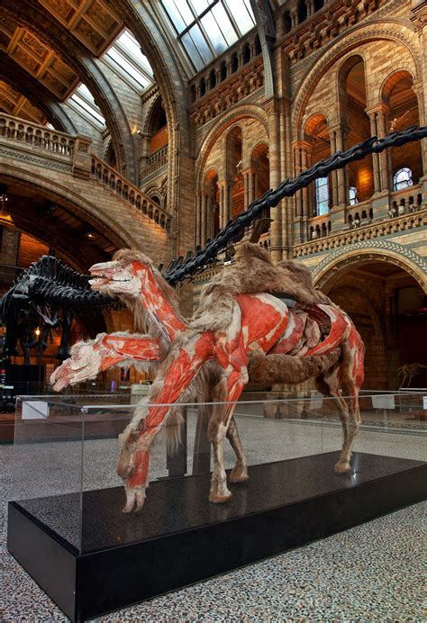 Natural History Museum In London