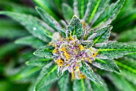 What Is the Best CBD Flower to Smoke? Your Complete Guide - California ...