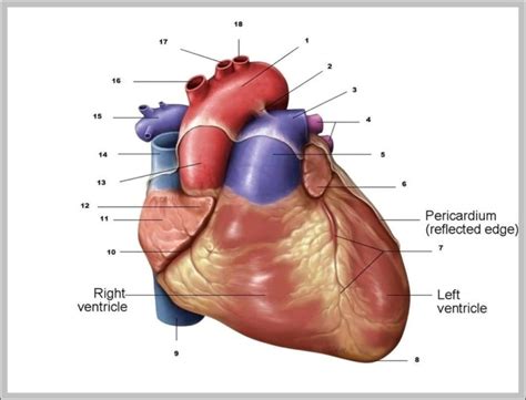 Heart Auricle Image | Anatomy System - Human Body Anatomy diagram and chart images