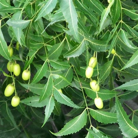 Can You Grow A Neem Tree In Florida? – Fl Gardening