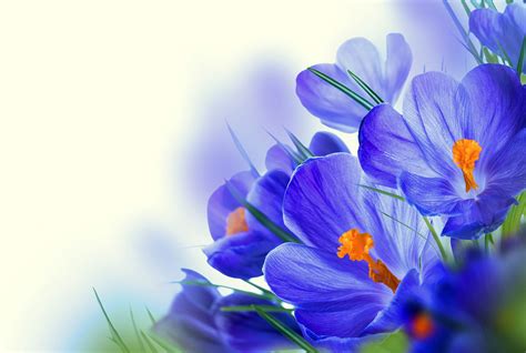 Blue Crocus Flowers Wallpapers - Wallpaper Cave