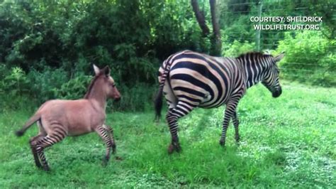 It's a zonkey! Rare baby spotted in Kenya [Video]