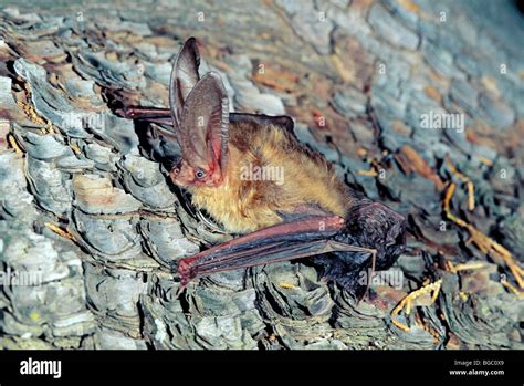 Townsend's Big-eared Bat Stock Photo - Alamy