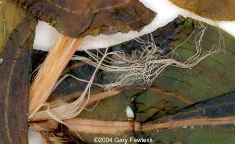 Wetland Plants of Wisconsin: Potamogeton richardsonii, Richardson's pondweed