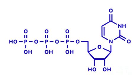 Uridine Triphosphate Nucleotide Molecule Photograph by Molekuul/science ...