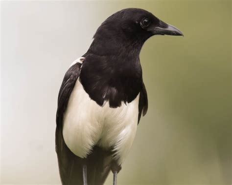 The Spiritual Meaning of Magpies: Symbolism