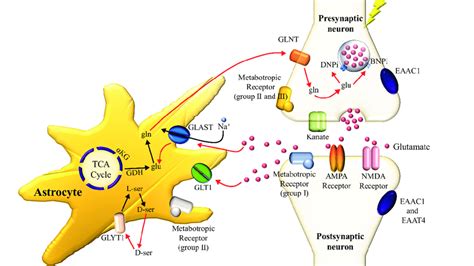 Glutamate metabolism in neuronal cell and astrocyte. | Download Scientific Diagram