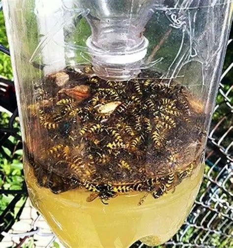 Easy homemade wasp trap | Homemade wasp trap, Wasp traps, Garden pest ...