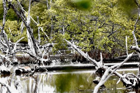 Black Mangroves