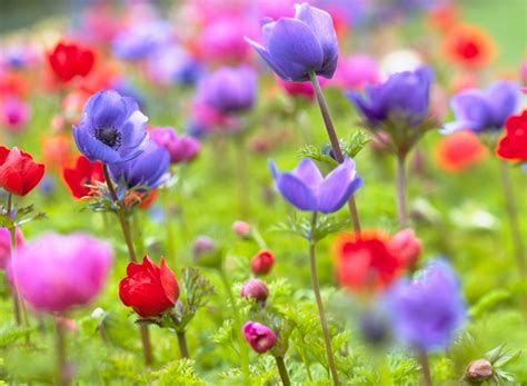 Adorable Anemones! | Flower Bulb Crazy