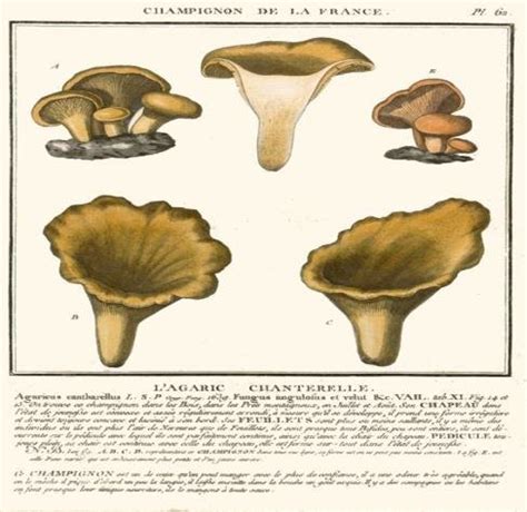 Golden chanterelle (Cantharellus cibarius) | Download Scientific Diagram