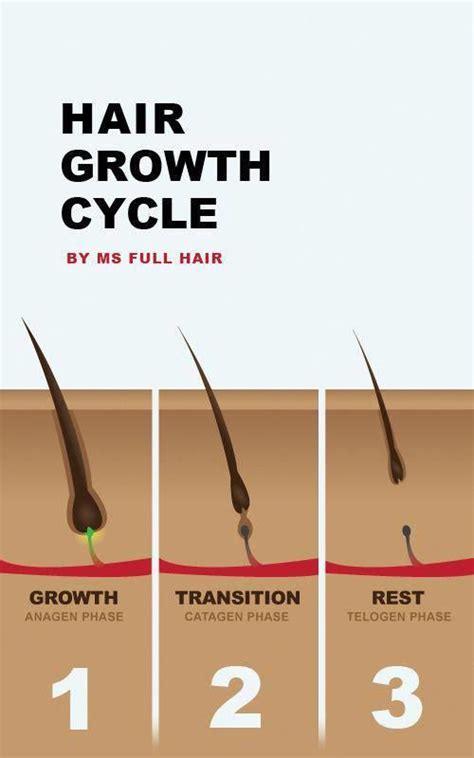 Hair Growth Cycle - Anagen, Catagen and Telogen phases | MS FULL HAIR # ...