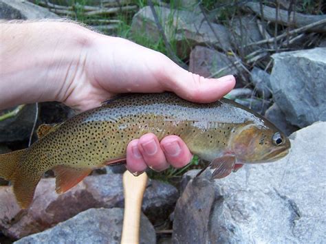 Snake River fine spotted cutthroat trout - Alchetron, the free social encyclopedia