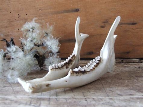 Vintage Taxidermy Jaw Bone Deer Real Bone by andthebigbadwolf