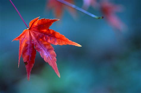 File:Red maple leaf.jpg