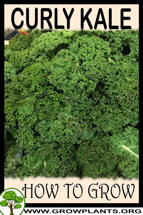 Curly Kale - How to grow & care