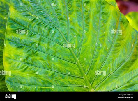 Giant Taro leaves (Alocasia Stock Photo - Alamy