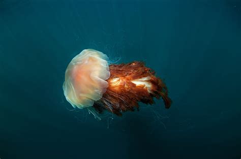 Lions Mane Jellyfish Size Comparison