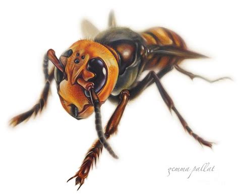 Hornet Drawing at GetDrawings | Free download