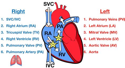 Heart Blood Flow | Simple Anatomy Diagram, Cardiac Circulation Pathway ...