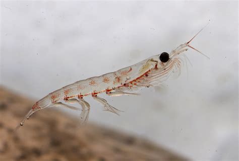 Antarctic krill are surprisingly resilient to ocean acidification ...