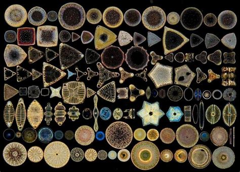 The Beautiful Microscopic World of Diatoms — Steemit | Diatom, Microscopic photography, Microscopic