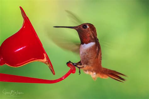 Rufous in Texas | Rufous hummingbird feeding at Kleb Woods N… | Flickr