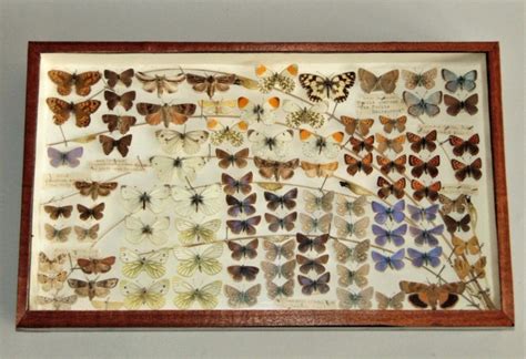 Scientific Butterfly Specimen Collection Circa 1900 | 480464 | Sellingantiques.co.uk