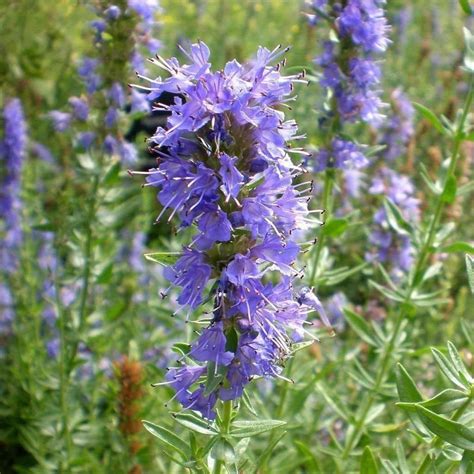 Seeds for Hyssop | Hyssopus officinalis | Amkha Seed