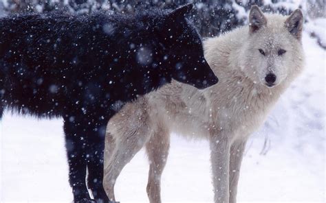 Black Wolf In Snow Wallpapers - Wallpaper Cave