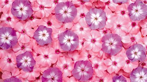 Cute Girly Flower Wallpapers - Top Free Cute Girly Flower Backgrounds ...