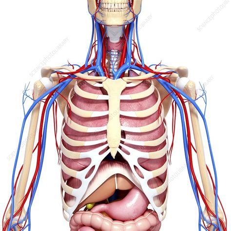 Upper Body Diagram