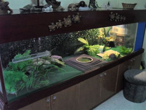 Large indoor tortoise habitat