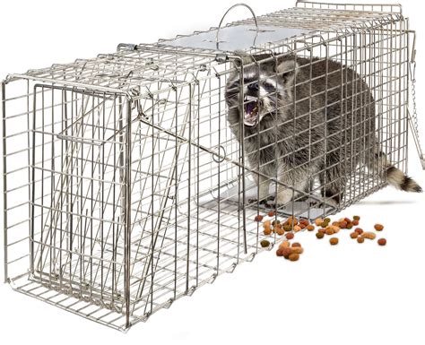 Raccoon Cage Traps