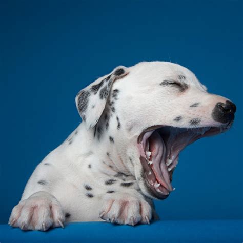 Dog Yawning: Why Do Dogs Yawn So Much? | Reader's Digest